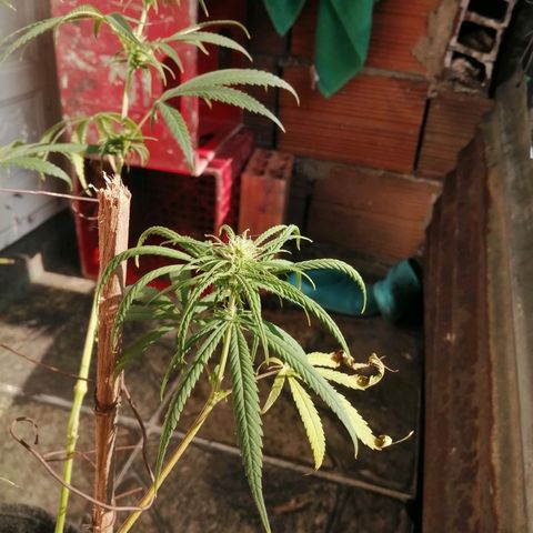Colombia Punto Rojo growlog timeline photo