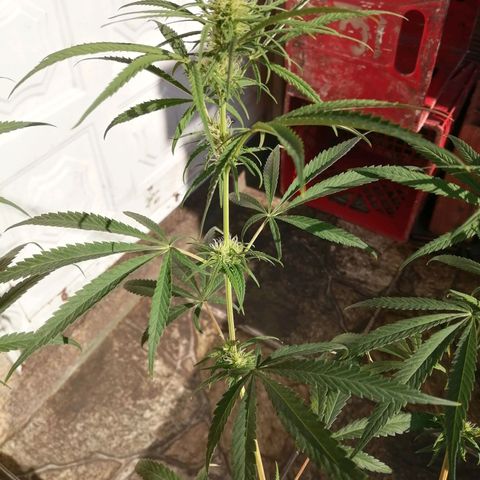 Colombia Punto Rojo growlog timeline photo