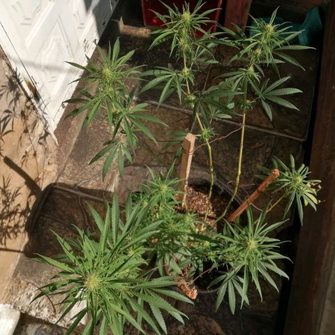 Colombia Punto Rojo growlog timeline photo