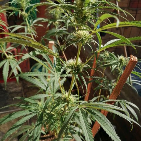 Colombia Punto Rojo growlog timeline photo