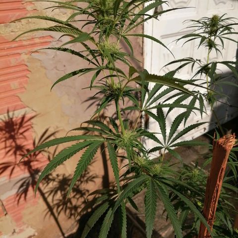 Colombia Punto Rojo growlog timeline photo