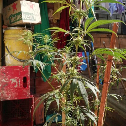 Colombia Punto Rojo growlog timeline photo