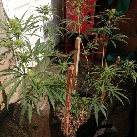 Colombia Punto Rojo growlog timeline photo