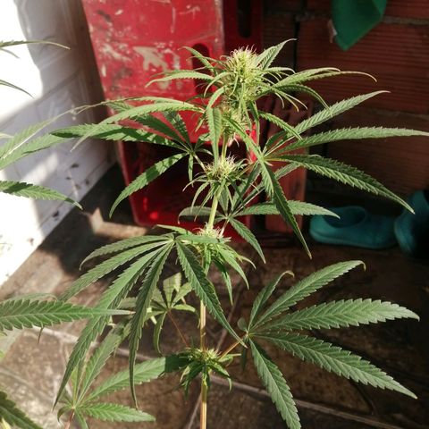 Colombia Punto Rojo growlog timeline photo