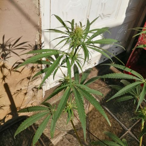 Colombia Punto Rojo growlog timeline photo