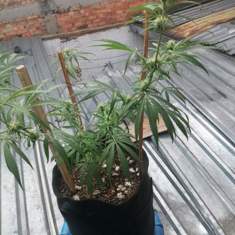 Colombia Punto Rojo growlog timeline photo