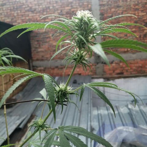 Colombia Punto Rojo growlog timeline photo