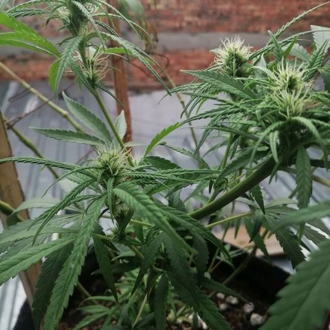 Colombia Punto Rojo growlog timeline photo