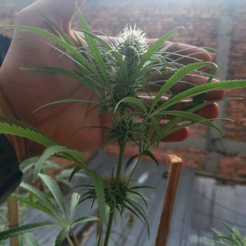 Colombia Punto Rojo growlog timeline photo