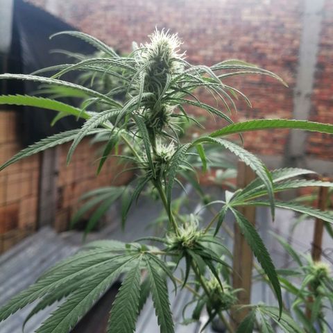 Colombia Punto Rojo growlog timeline photo