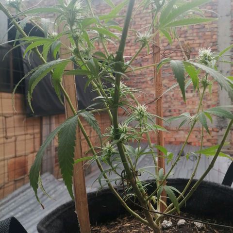 Colombia Punto Rojo growlog timeline photo