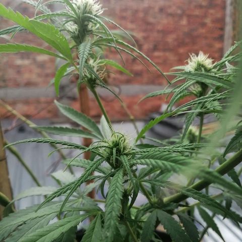 Colombia Punto Rojo growlog timeline photo