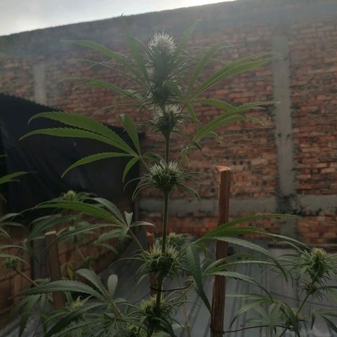 Colombia Punto Rojo growlog timeline photo
