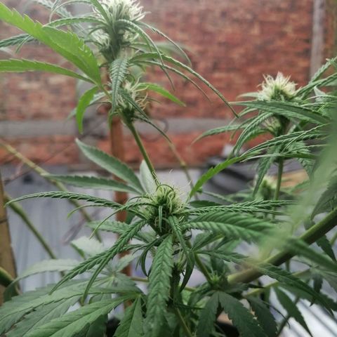 Colombia Punto Rojo growlog timeline photo