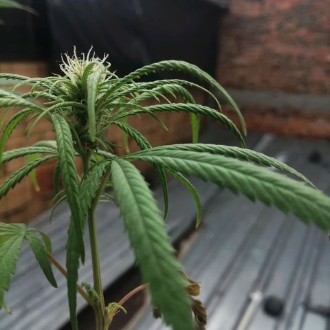 Colombia Punto Rojo growlog timeline photo