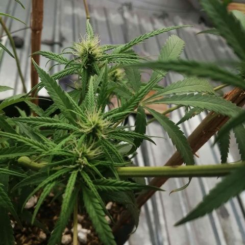 Colombia Punto Rojo growlog timeline photo