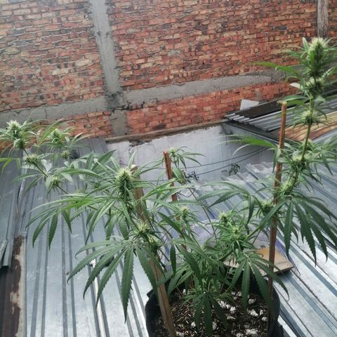 Colombia Punto Rojo growlog timeline photo