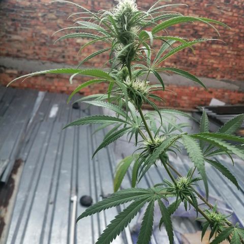 Colombia Punto Rojo growlog timeline photo
