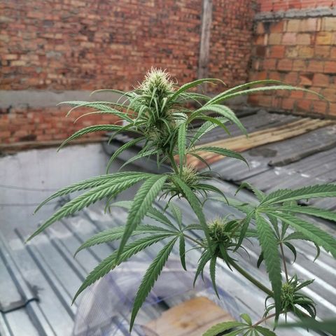 Colombia Punto Rojo growlog timeline photo