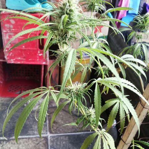 Colombia Punto Rojo growlog timeline photo