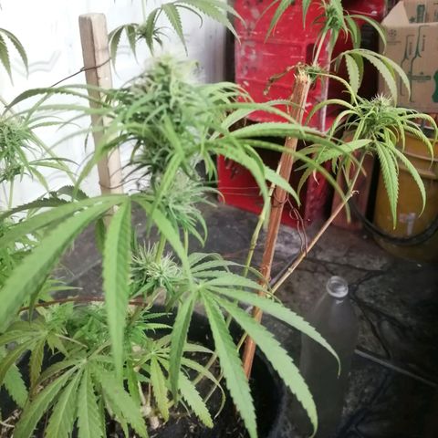Colombia Punto Rojo growlog timeline photo