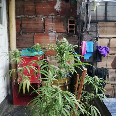 Colombia Punto Rojo growlog timeline photo
