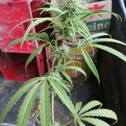 Colombia Punto Rojo growlog timeline photo