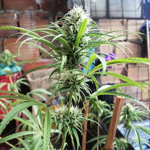 Colombia Punto Rojo growlog timeline photo