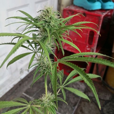 Colombia Punto Rojo growlog timeline photo