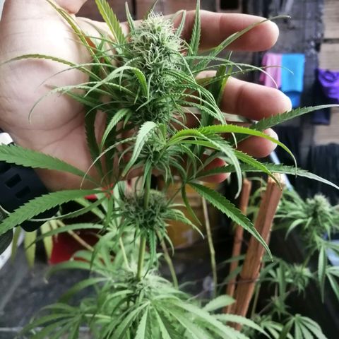 Colombia Punto Rojo growlog timeline photo