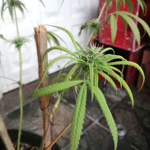 Colombia Punto Rojo growlog timeline photo