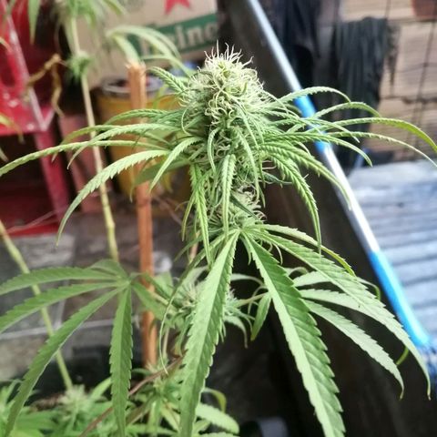 Colombia Punto Rojo growlog timeline photo