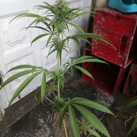 Colombia Punto Rojo growlog timeline photo