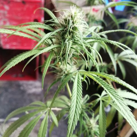 Colombia Punto Rojo growlog timeline photo