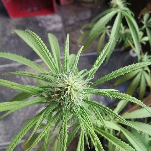 Colombia Punto Rojo growlog timeline photo