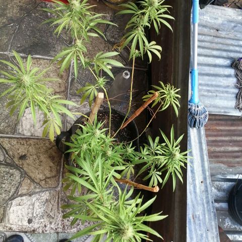 Colombia Punto Rojo growlog timeline photo