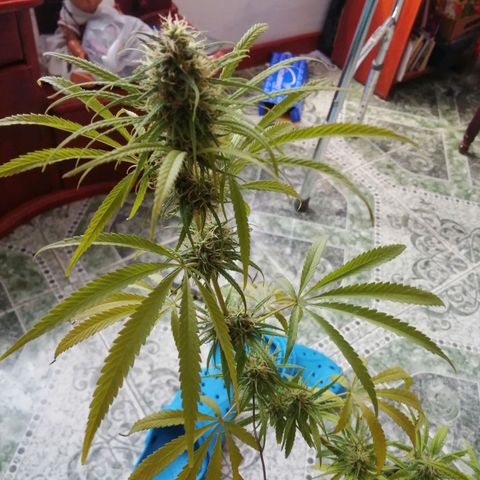Colombia Punto Rojo growlog photo: Cosecha de emergencia 