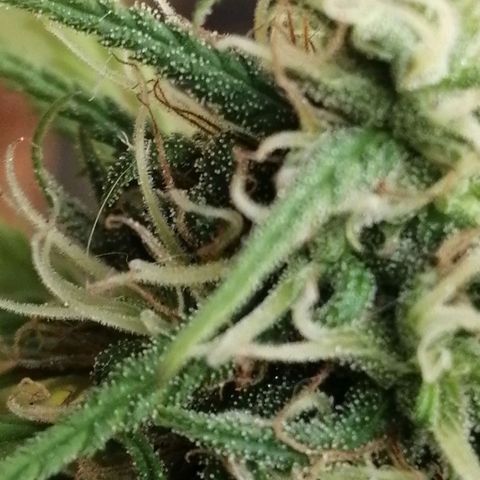 Colombia Punto Rojo growlog photo: Cosecha de emergencia 