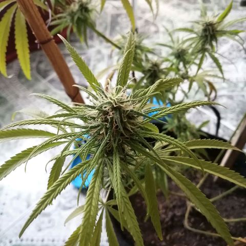 Colombia Punto Rojo growlog photo: Cosecha de emergencia 