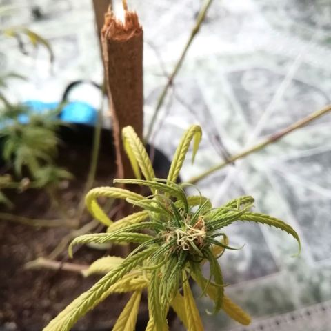 Colombia Punto Rojo growlog photo: Cosecha de emergencia 