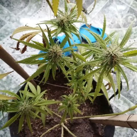 Colombia Punto Rojo growlog photo: Cosecha de emergencia 