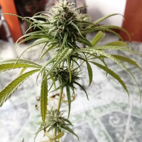 Colombia Punto Rojo growlog photo: Cosecha de emergencia 