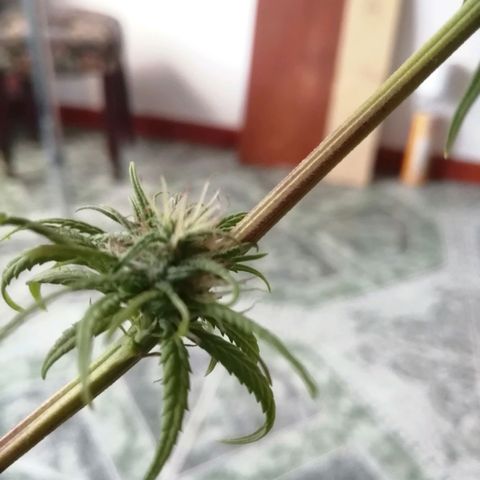 Colombia Punto Rojo growlog photo: Cosecha de emergencia 