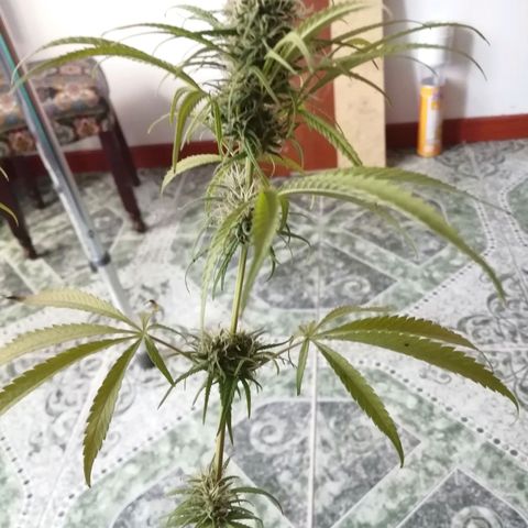 Colombia Punto Rojo growlog photo: Cosecha de emergencia 