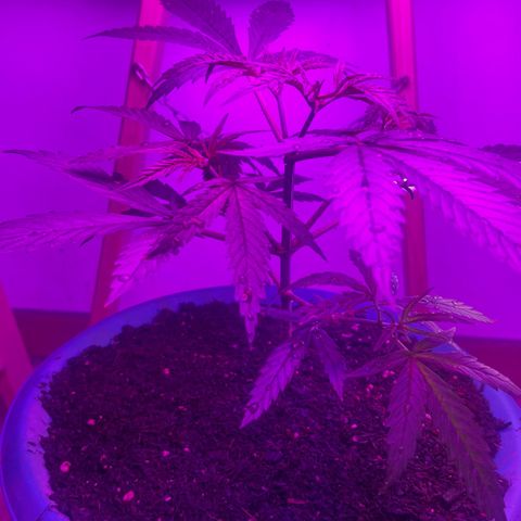 Prime Beef growlog timeline photo