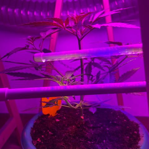 Prime Beef growlog photo: 4 Blätter getrimmt 