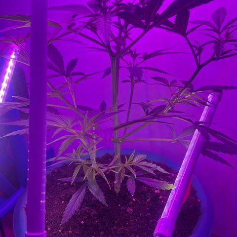 Prime Beef growlog timeline photo