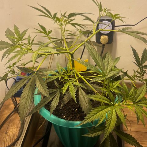 Prime Beef growlog timeline photo