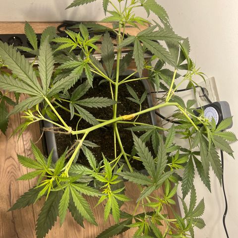 Prime Beef growlog timeline photo