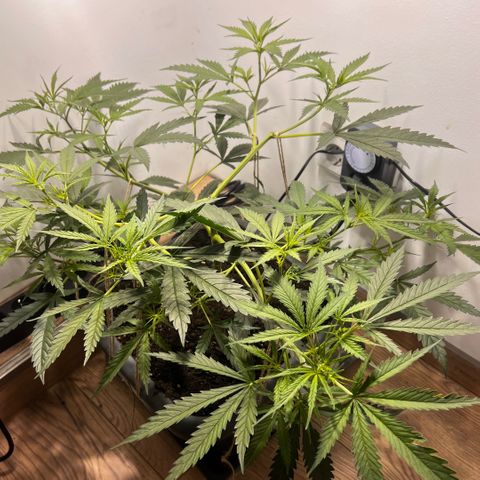 Prime Beef growlog timeline photo